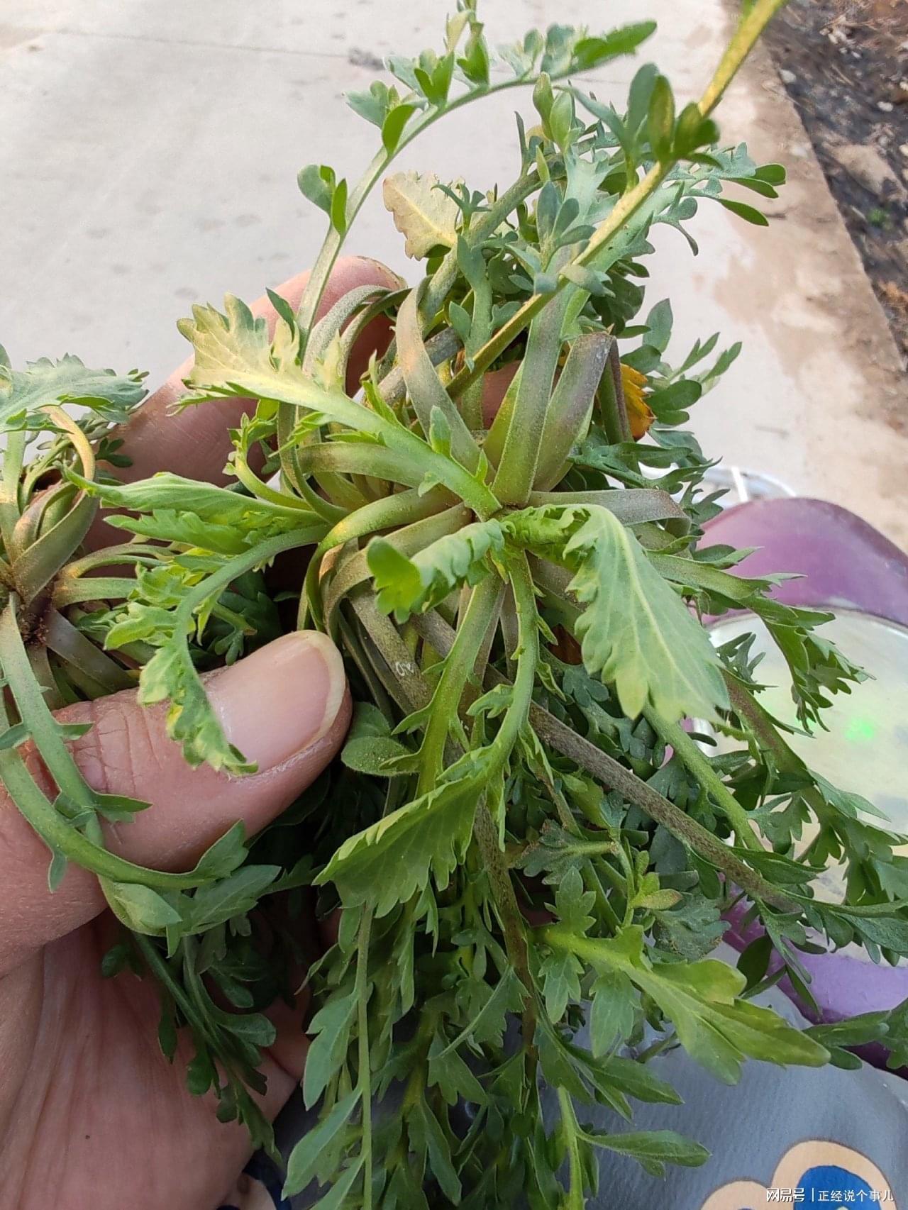 app下载-黄金价格跌破1000元！看来这茬儿韭菜，是到收割的时候了？